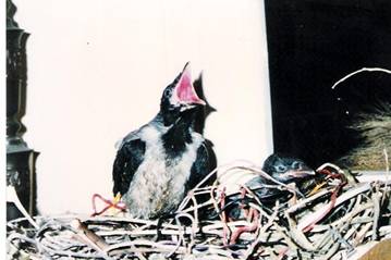 hooded crow_2.jpg