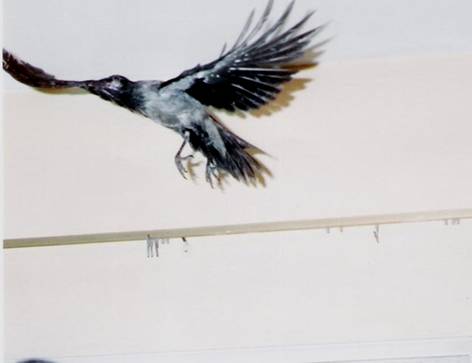 hooded crow_7.jpg