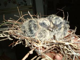 palm dove 1.jpg