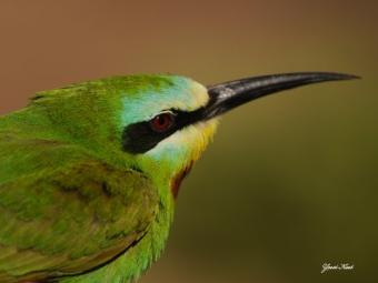 DSC_5528.    (1).JPG