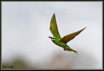 SrakrakYarokV _1055.jpg