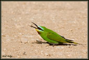 SrakrakYarokV _1095.jpg