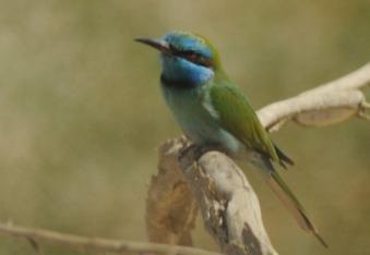 DSC_2007.    (2).JPG