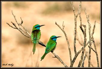 SrakrakGamadi  T_5305.jpg