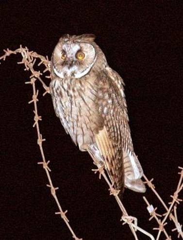 Long eared Owl