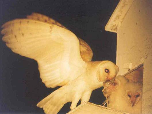 adult feeding young 5 Uria Shachak