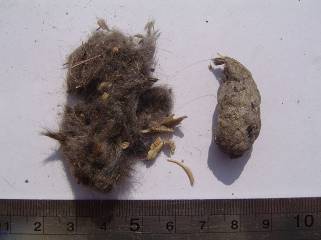 vole pellet