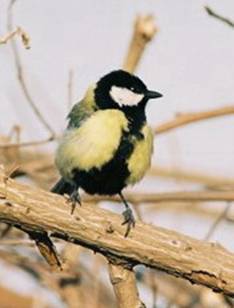 great_tit_1
