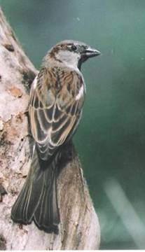 scan0004