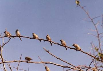 house sparrow