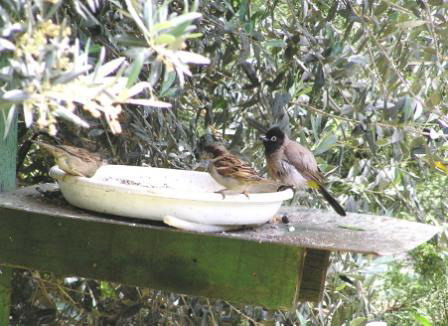 house sparrow 2