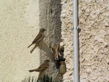 image009