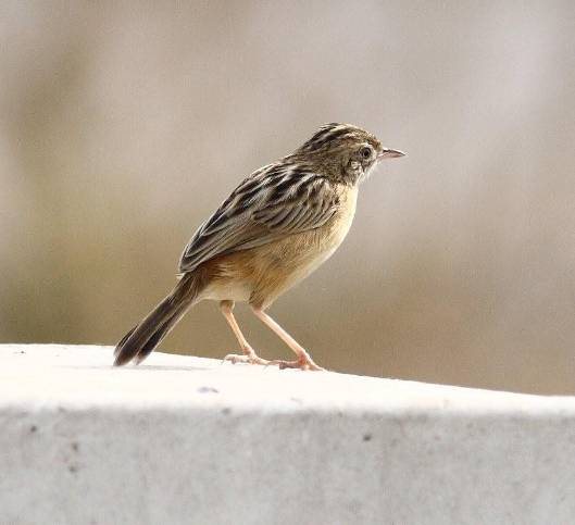 v:shapes="_x0020_10"