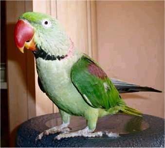 Larry is a male Alexandrine Parakeet