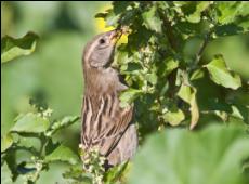 ���� ����� �� ��� �������� ����� ��