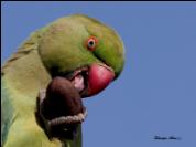 IMG_5374 ���� ����� ��� ����  22���� ����