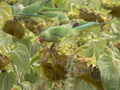 ���� ������ ����� ��� ����� ���