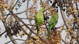 ���� �� ����� �������� - ���� �����