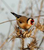 �����-����� ��� ����  ������