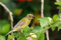 ����� ���� ����� ���� ����