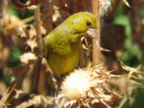 ����� �� ����� ���� ��������