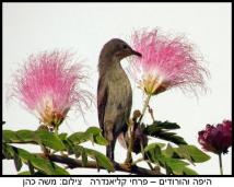 ����� �� �������� ��� ���