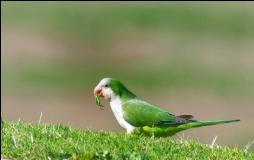 ���� ����� ���� ���