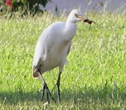 IMAGE003.JPG