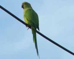IMAGE015.JPG