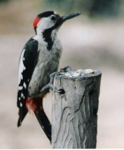 IMAGE035.JPG