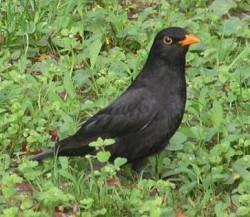 IMAGE049.JPG