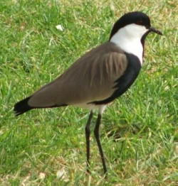 IMAGE059.JPG